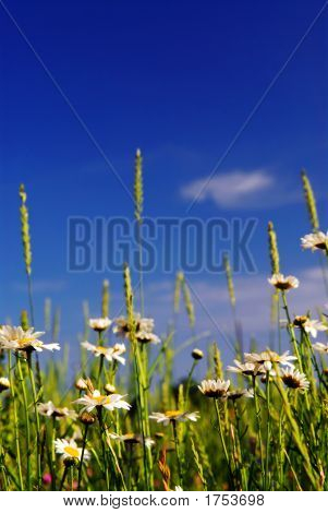 โดว์ร้อน