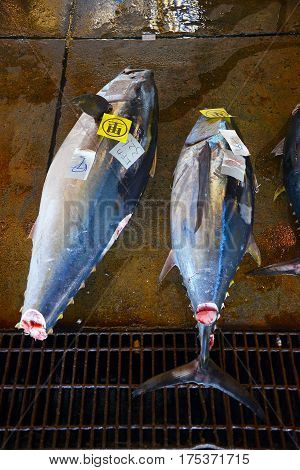 Japan fish market with various fish / sea creatures