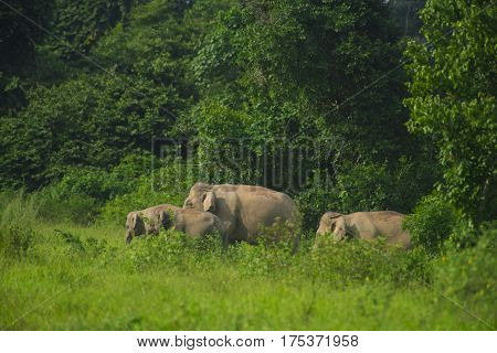Asian wild elephants in the tropical forest of Kuiburi National Park, Thailand