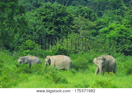 Asian wild elephants in the tropical forest of Kuiburi National Park, Thailand
