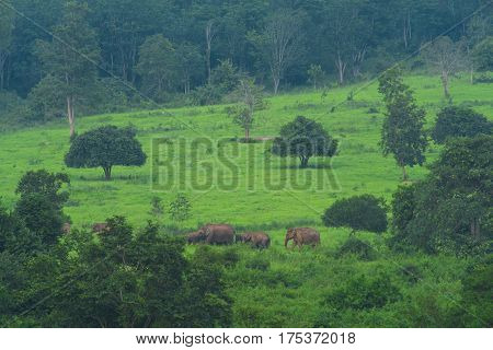 Asian wild elephants in the tropical forest of Kuiburi National Park, Thailand