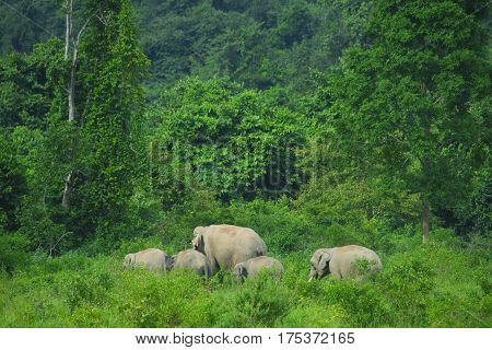 Asian wild elephants in the tropical forest of Kuiburi National Park, Thailand
