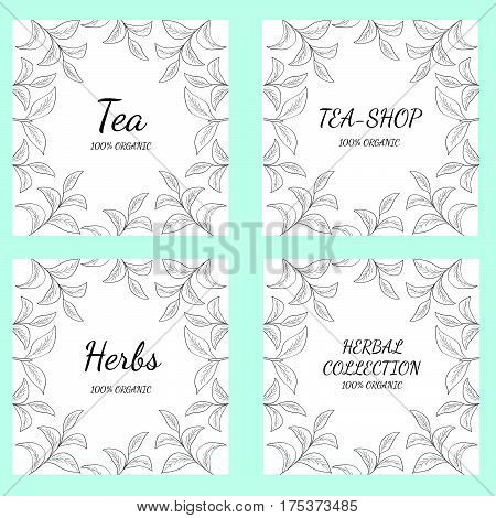 Green tea leaf illustration branch organic hand drawing sketch 4 square banner template for packing cosmetics packaging branding etc