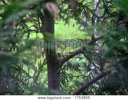 아 버 이력서 트리