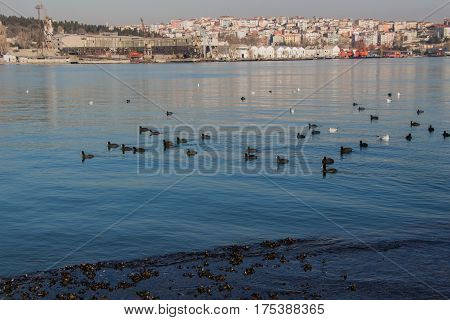 Birds Swim Calmly On The Sea Surface