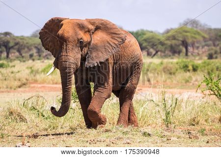 Elephant In Kenya, Africa