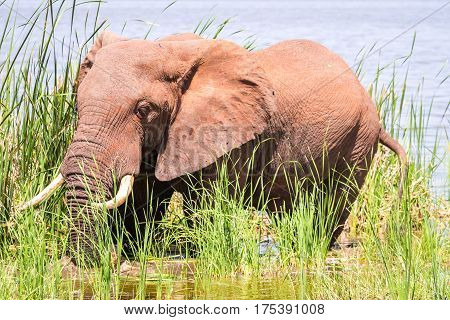 Elephant In Kenya, Africa