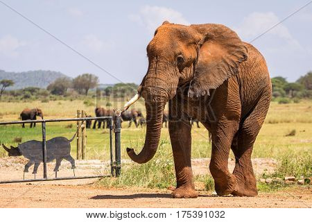 Elephant In Kenya, Africa