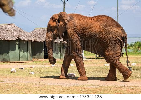 Elephant In Kenya, Africa