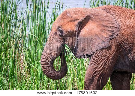 Elephant In Kenya, Africa