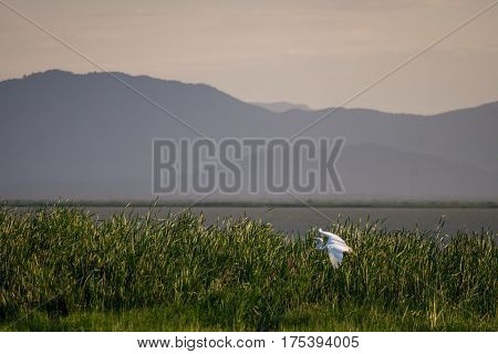 Flying Bird Over Reeds Of Jipe Lake, Kenya