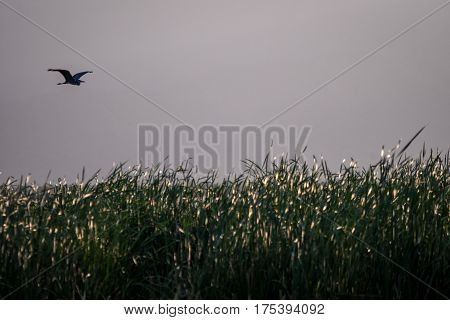 Flying Bird Over Reeds Of Jipe Lake, Kenya