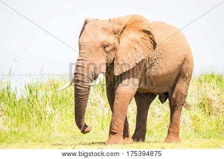 Elephant In Kenya, Africa