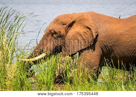 Elephant In Kenya, Africa