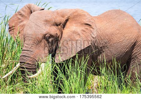Elephant In Kenya, Africa