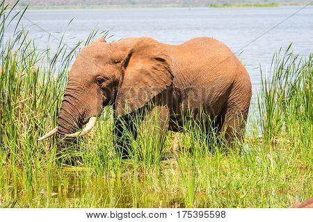 Elephant In Kenya, Africa
