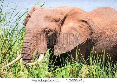 Elephant In Kenya, Africa