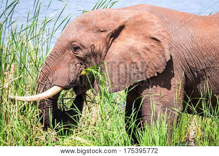 Elephant In Kenya, Africa