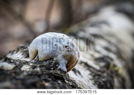 Piptoporus Betulinus - Woodsfailing, Edible, Healthful Mushroom