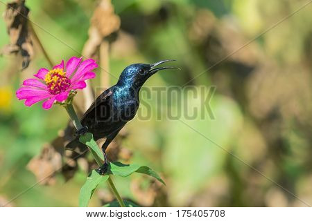 Image of a bird (purple sunbird). Wild Animals.