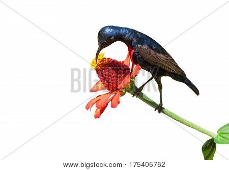 Image of a bird (purple sunbird) on white background. wild animals.