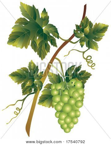 Muscadine의 무리의 벡터 이미지의 래스터 버전