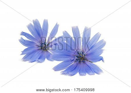 Chicory Blue flower on a white background