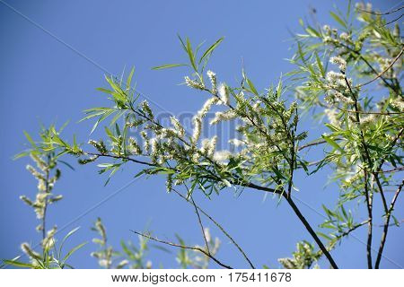 The close-up of twigs and willow kittens of a basket willow Salix viminalis against a blue sky.