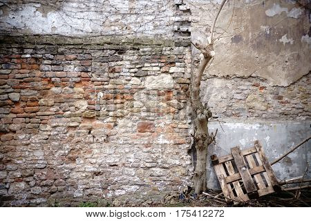 Wooden pallets and a dead tree on a rustic wall of staggered and broken bricks.