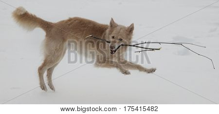 The dog is playing with a stick on the snow