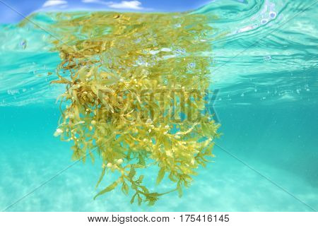 Closeup underwater shot of brown Sargassum algae floating at surface of shallow tropical sea