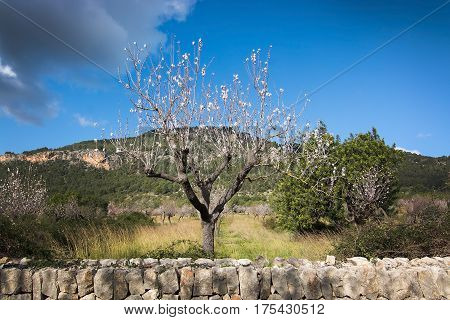 Blossoming Almond Trees