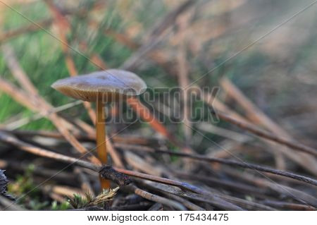 Strobilurus tenacellus, little mushroom growing in a pine forest in the spring
