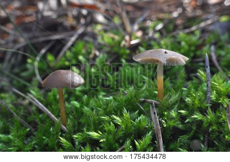 Strobilurus tenacellus, little mushroom growing in a pine forest in the spring