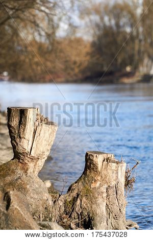 Stump in the near of a river in Regensburg