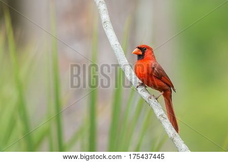 Northern cardinal (Cardinalis cardinalis). One of the most common birds in Florida.