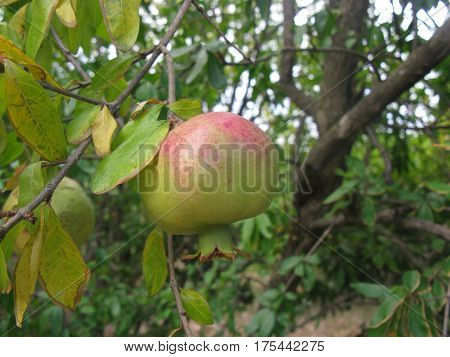 Ripening pomegranate (maturing granet) on the granrt tree