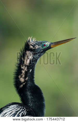 Anhinga (Anhinga anhinga). One of the most common birds in Florida.