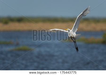 Potrait of the Great egret (Ardea alba) in low flight above water. Wildlife scene from Florida, USA. Spring day on the meadow.