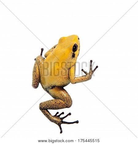 Black-legged poison frog, Phyllobates bicolor, on white, on white background.