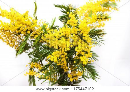 Mimosa close-up. Fluffy round inflorescences. Isolated on white background.