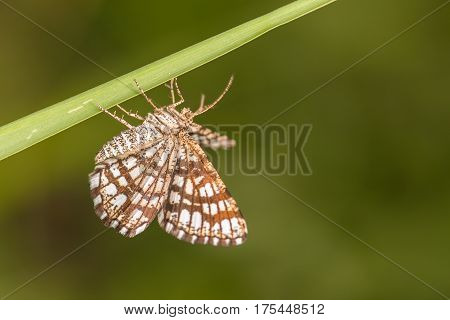 Beautiful nature scene with butterfly Latticed Heath (Chiasmia clathrata). Macro shot of butterfly on the grass. Butterfly in the nature habitat.
