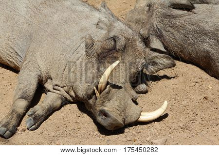 Warthog, Wild Animal, Wildlife Nature, Sleeping, Safari