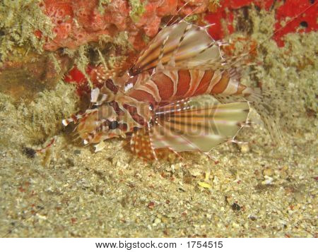 ป้องกันปลาสิงโต