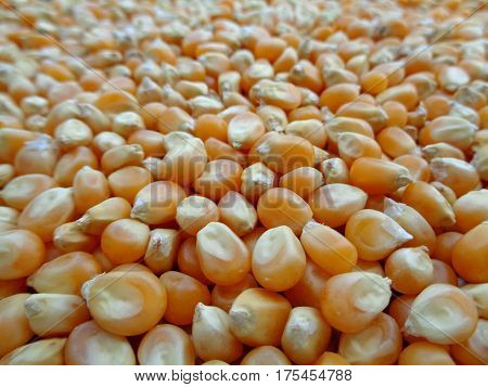 Closed up Golden Unpopped Corn Kernels Texture, Background, Pattern