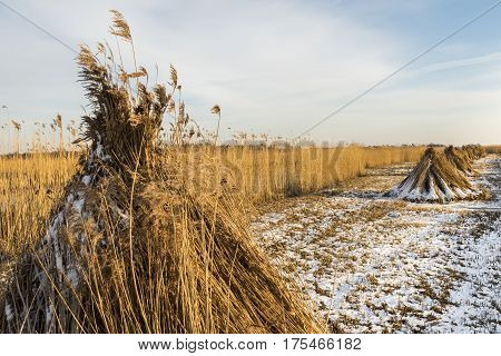 Cane Cultivation in Giethoorn with several reed stacks on a winter meadow in National Park Weerribben-Wieden.