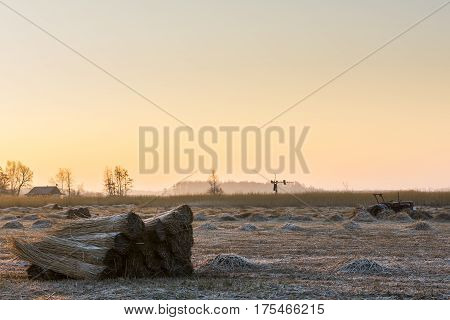 Cane Cultivation in Giethoorn with several reed stacks and mill on a winter meadow during sunrise in National Park Weerribben-Wieden.