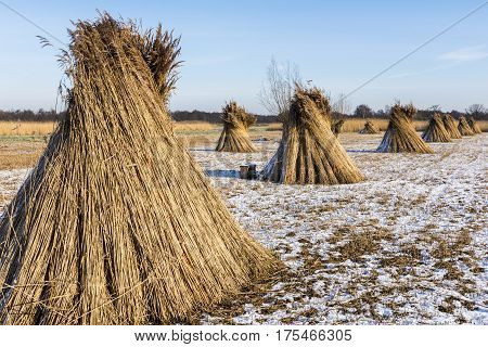 Cane Cultivation in Giethoorn with several reed stacks on a winter meadow in National Park Weerribben-Wieden.