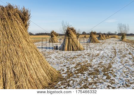 Cane Cultivation in Giethoorn with several reed stacks on a winter meadow in National Park Weerribben-Wieden.