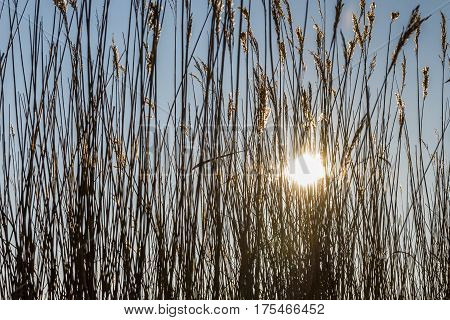 Cane with sun in Giethoorn in wintertime in National Park Weerribben-Wieden Netherlands.